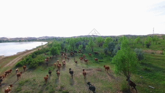 奶牛吃草沙漠草原马儿GIF高清图片