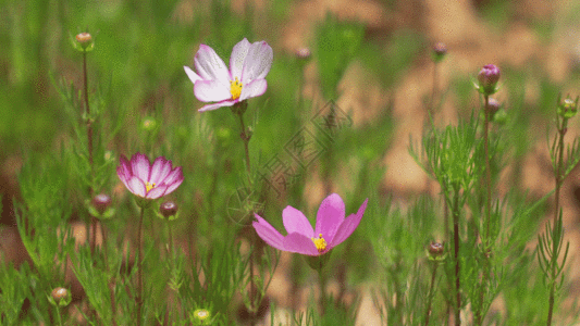 鲜花和草地野花GIF高清图片