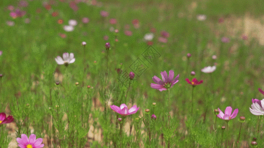 鲜花和草地野草GIF高清图片
