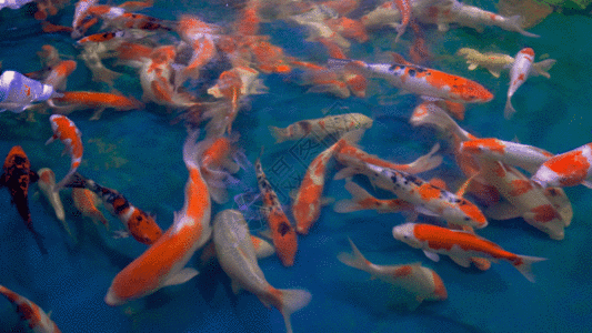 鲤鱼GIF图片