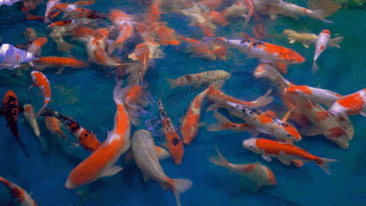 生物鲤鱼GIF高清图片