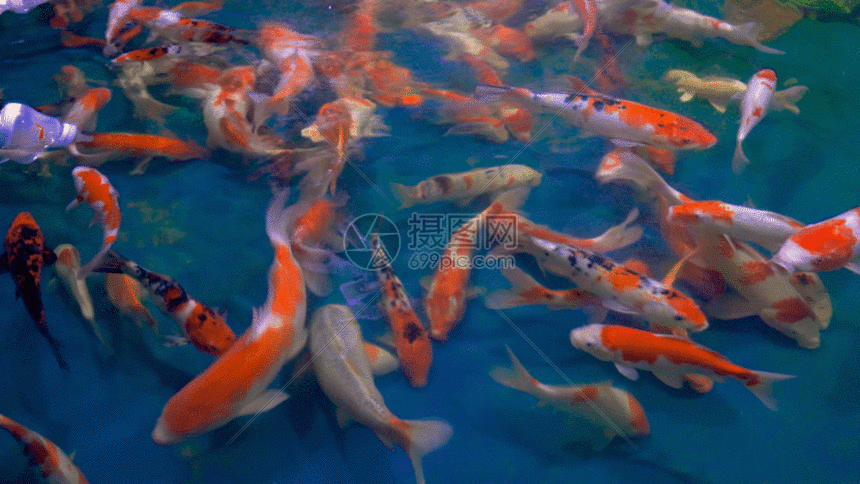 gif动态图片下载,该gif动态图片标题为鲤鱼gif,编号:401463979,格式