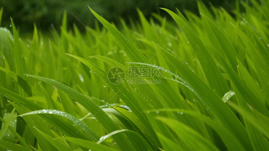 绿叶小草gif动图图片-正版gif素材401464148-摄图网