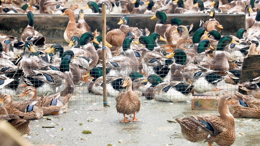 下载,该gif动态图片标题为养殖场饲养的鸭子gif,编号:401464540,格式