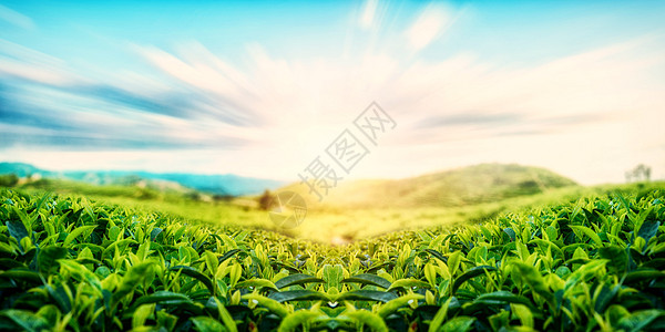 雨天茶园茶山设计图片