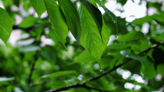 植物下雨植物GIF高清图片
