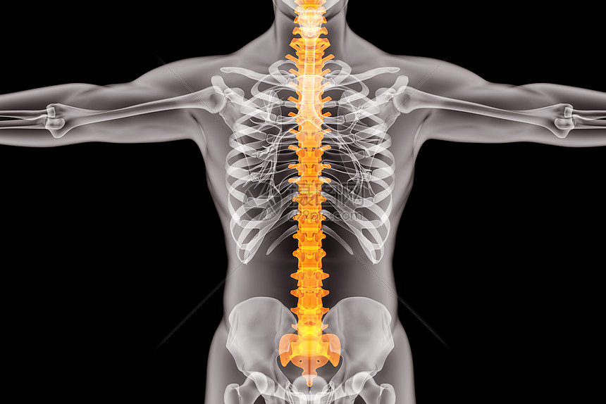 人体器官脊椎图片