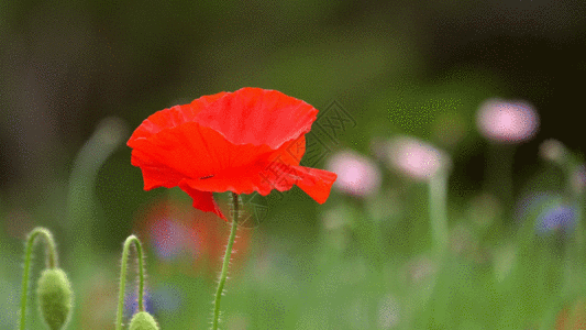 花朵特写公园花朵GIF高清图片