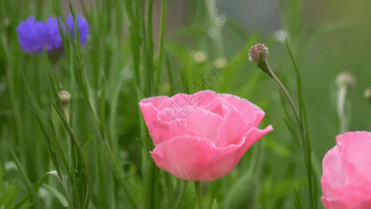 各种花朵 GIF图片
