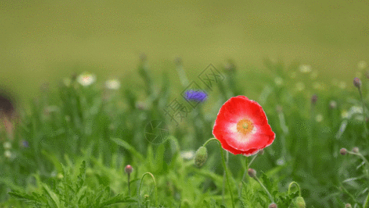 公园花朵GIF图片