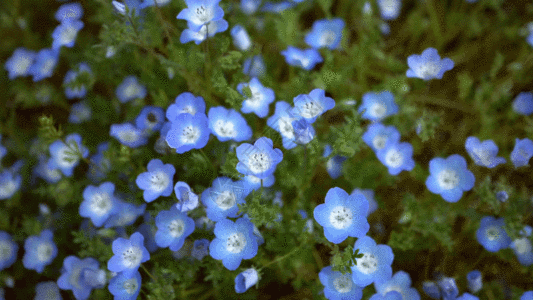 花朵特写 GIF图片
