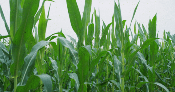 玉米农作物GIF高清图片