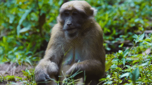非洲野生动物野生猴子吃东西GIF高清图片