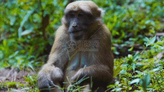 野生猴子吃东西GIF图片
