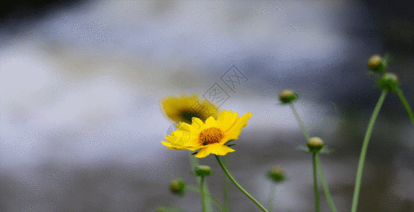 溪流边上的向阳花GIF花朵高清图片素材