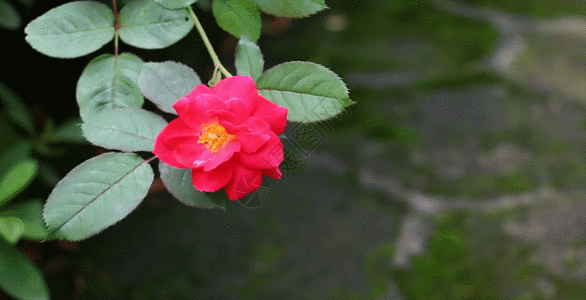 花朵 gif图片素材