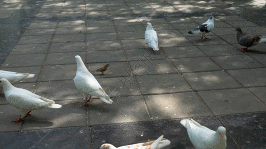 白色母鸡野鸽子GIF高清图片
