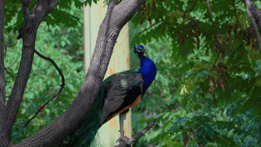 孔雀开屏gif图片