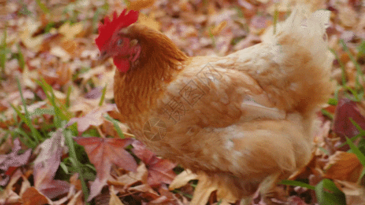 海南雞飯危機的啟示  世界新闻
