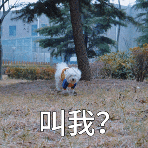树底下的狗gif图片-树底下的狗动态图-树底下的狗gif格式下载-摄图网