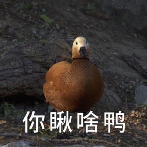 好害怕鸭聊天表情包gifgifgif  |一群岸边小歇的鸭子gifgifgif