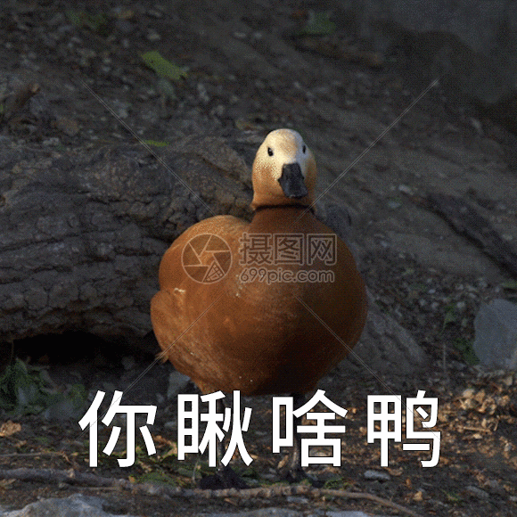 gif动态图片下载,该gif动态图片标题为你愁啥鸭聊天表情包gif,编号