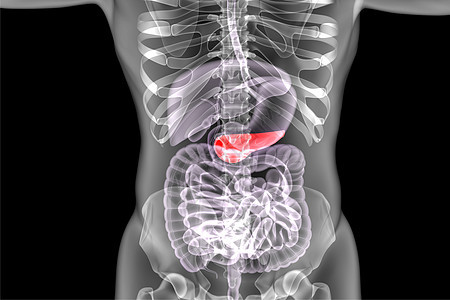 人体器官胰腺图片