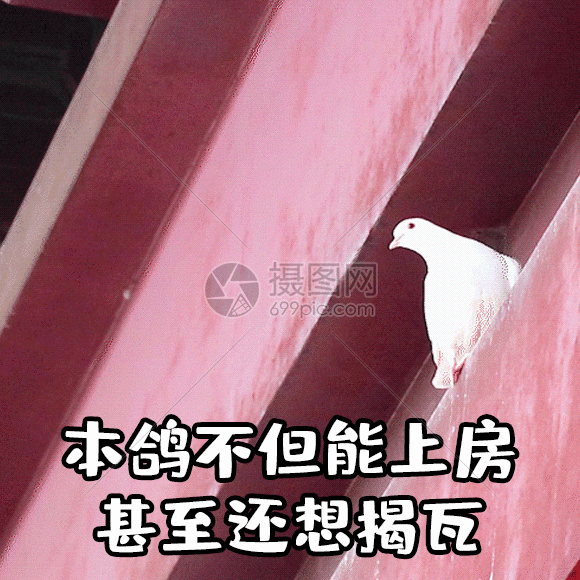 上房揭瓦聊天表情包gif