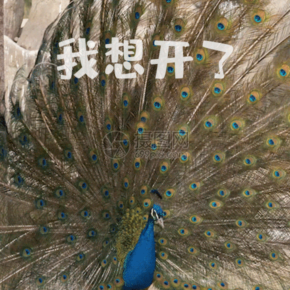 我想开了聊天表情包gif动图图片-正版gif素材401506666-摄图