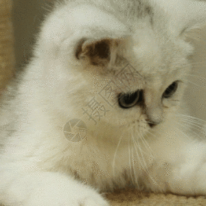 宠物大作战实拍一个月大的小猫咪GIF高清图片