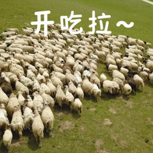 羊群图片 羊群素材 羊群高清图片 摄图网图片下载 第3页 羊群图片 羊群素材 羊群高清图片 摄图网图片下载 第3页