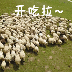 运动羊群GIF图片