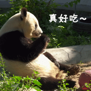 国家一级保护动物熊猫gif动图图片 正版gif素材 摄图网
