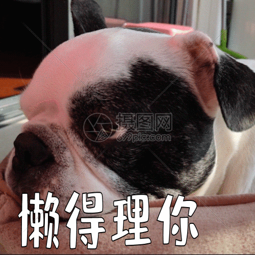 可爱的斗牛犬聊天gif动图动图图片 正版gif素材 摄图网 可爱的斗牛犬聊天gif动图动图图片 正版gif素材 摄图网