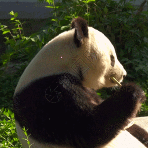 熊猫动图搞笑表情高清图片