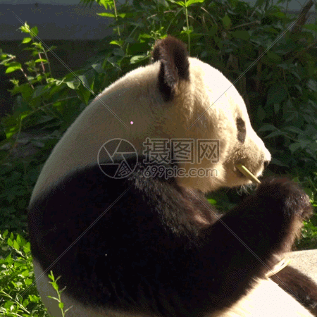 熊猫动图图片