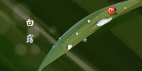 植物水滴白露写实插画