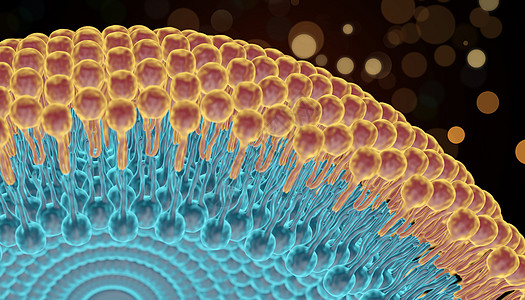 医学结构 磷脂双分子层图片