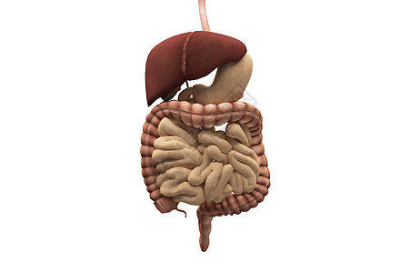 消化系统医用人体结构高清图片