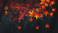 秋天枫叶情二十四节气秋分GIF图片