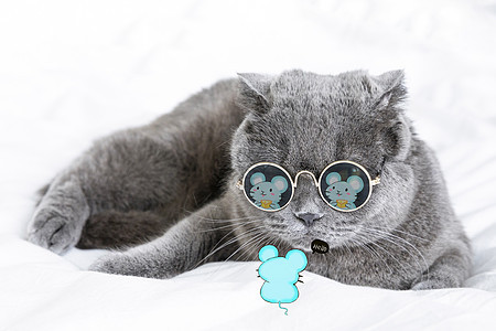 墨镜猫图片 墨镜猫素材 墨镜猫模板下载 摄图网