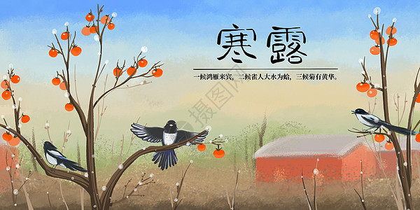 寒露喜鹊站在柿子树上背景图片