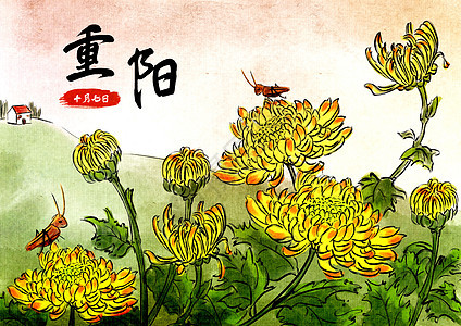 重阳节菊花盛开图片