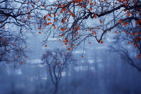 树林雾冬天霜降柿柿如意GIF动图高清图片