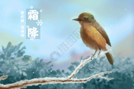 霜降站在枝头的鸟儿GIF图片