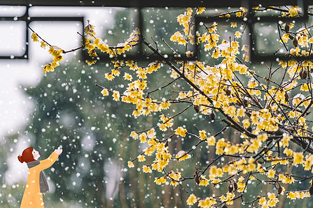 花黄和花细插画