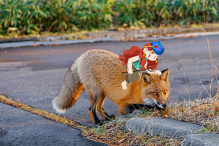春天坐狐狸打猎的小精灵图片
