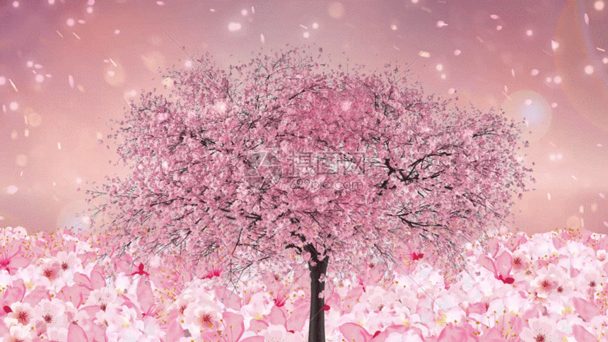 唯美动态樱花树大气花海背景视频图片