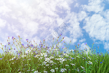 春天花卉背景图片