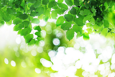 春天绿色树叶图片